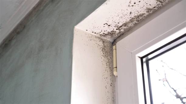 Best Environmental Consulting for Mold Prevention  in Parklawn, CA
