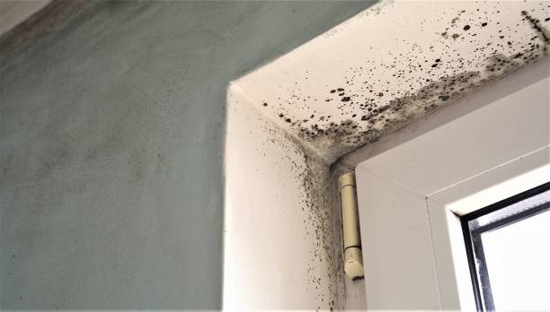 Best Emergency Mold Remediation  in Parklawn, CA