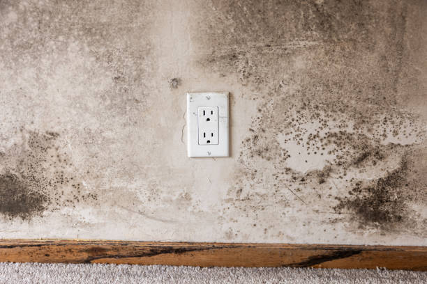 Best Mold Documentation for Insurance Claims  in Parklawn, CA