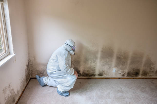 Mold Remediation for Vacation Homes in Parklawn, CA