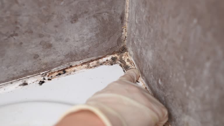 Best Industrial Mold Remediation  in Parklawn, CA